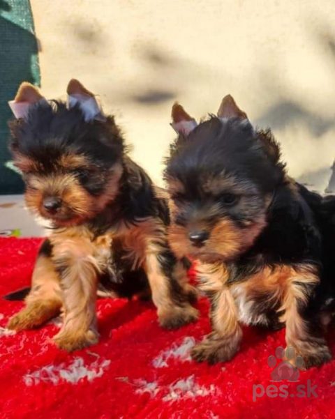 Teriéry, Yorkshire terrier