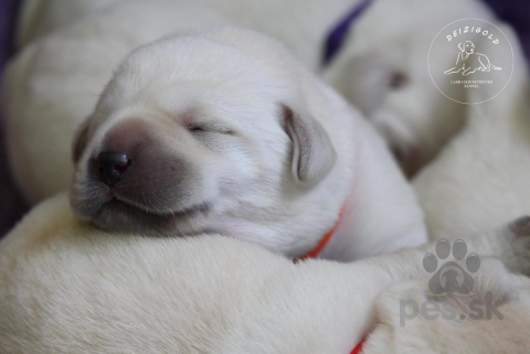 Retrívre, sliediče a vodné psy, Labrador Retriever - šteniatka s rodokmeňom pôvodu s PP