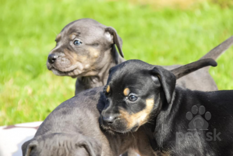 Neuznané plemená a krížence, Catahoula -Louisiansky leopardi pes