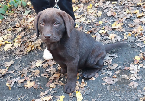 Retrívre, sliediče a vodné psy, Labrador šteniatka