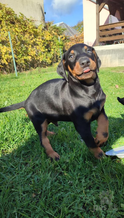 Pinče, bradáče, molosoidy a švajčiarske salašnícke psy, Doberman 