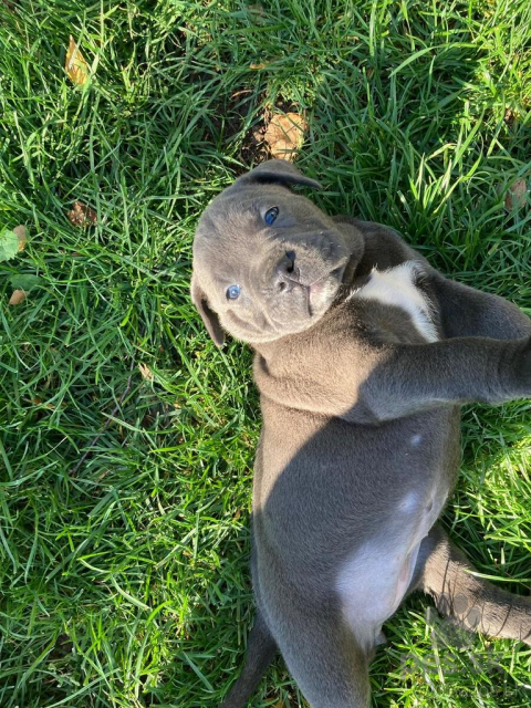 Pinče, bradáče, molosoidy a švajčiarske salašnícke psy, Šteniatka  Cane Corso