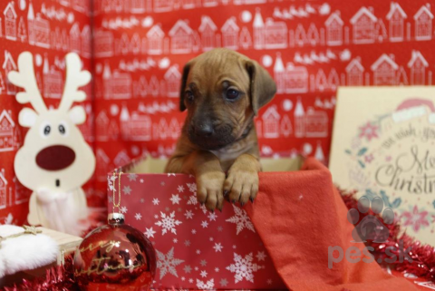 Duriče, farbiare a príbuzné plemená, Rhodeský Ridgeback