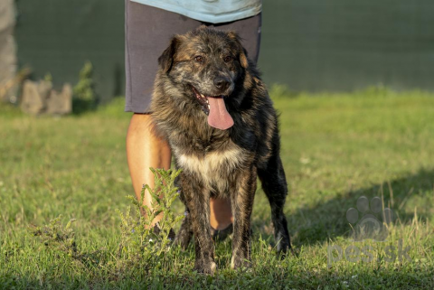 Neuznané plemená a krížence, Niko hľadá domov