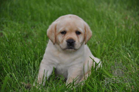 Retrívre, sliediče a vodné psy, Labradorský retriever s PP