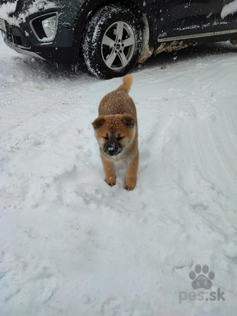 Špice a primitívne typy, Akita inu 