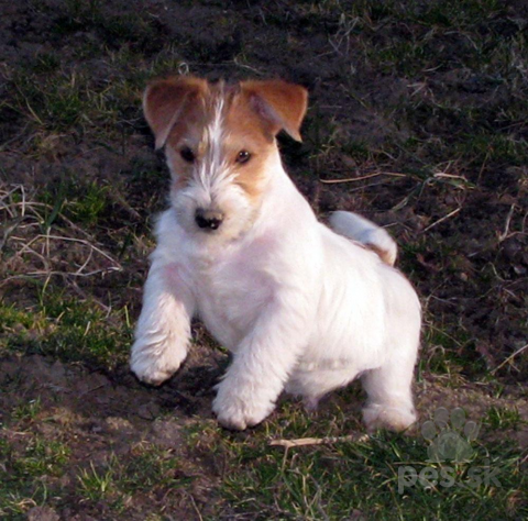 Teriéry, Romulus a Remus - Jack Russell teriéři s PP hledají nový domov