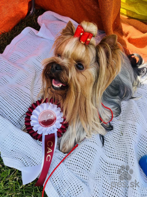 Teriéry, Yorkshire terrier na krytie