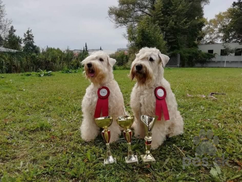 Teriéry, Irský pšeničný jemnosrstý teriér - Irish soft coaten wheaten