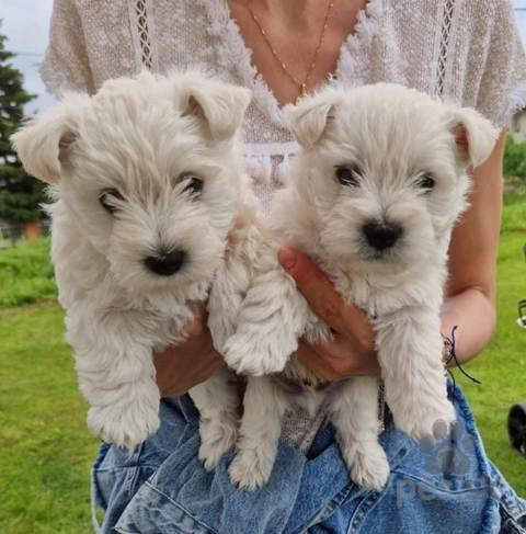 Teriéry, Šteniatka Westie teriéra