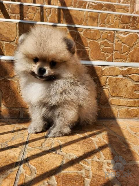 Špice a primitívne typy, Pomeranian Spitz