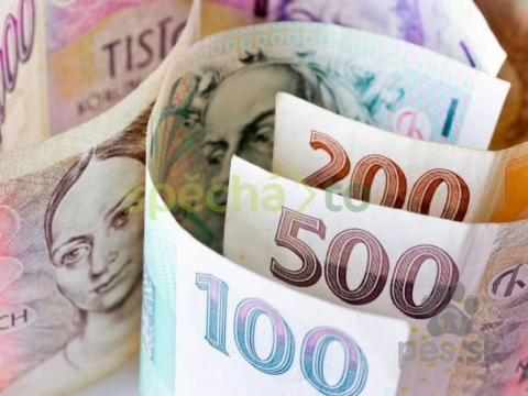 Spoločenské a sprievodné psy, Úspěšná půjčka do 24 hodin 