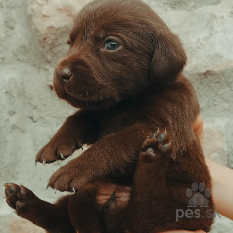 Retrívre, sliediče a vodné psy, Labrador retriever šteniatka 