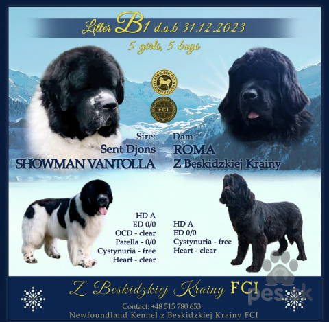 Pinče, bradáče, molosoidy a švajčiarske salašnícke psy, Novofundlandsky pes - stenata s PP