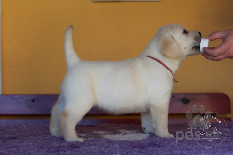 Retrívre, sliediče a vodné psy, Labrador Retriever - šteniatko s rodokmeňom pôvodu