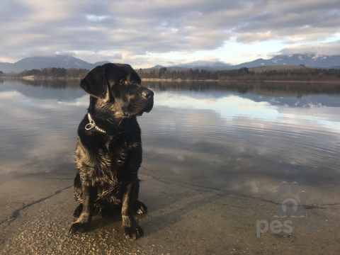 Retrívre, sliediče a vodné psy, Ponúkam na krytie čierneho Labradora