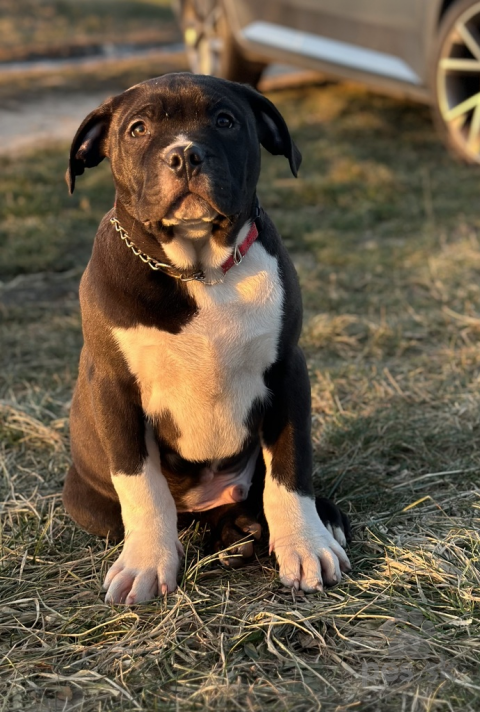 Neuznané plemená a krížence, American bully