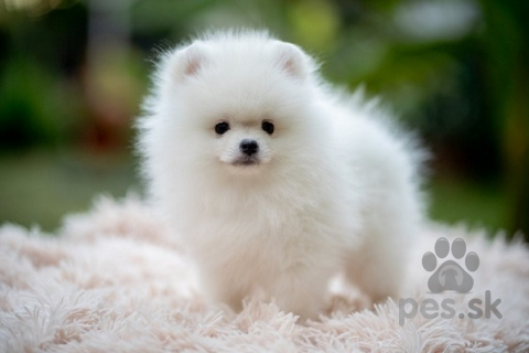 Špice a primitívne typy, Pomeranian krásne šteniatka najvyššej kvality 
