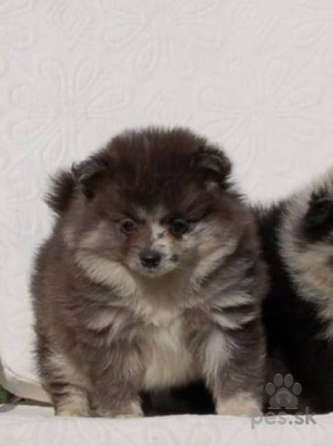 Špice a primitívne typy, Pomeranian Spitz krásne šteniatka 