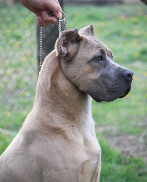 Pinče, bradáče, molosoidy a švajčiarske salašnícke psy, Cane Corso 