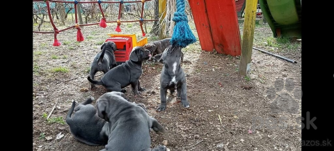 Pinče, bradáče, molosoidy a švajčiarske salašnícke psy, CANE CORSO