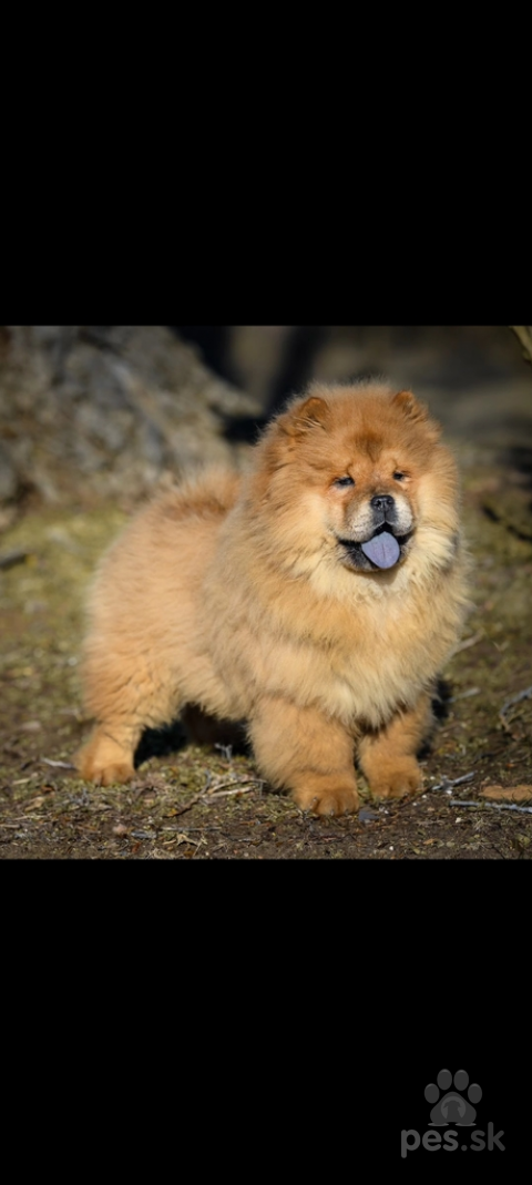 Špice a primitívne typy, Chow chow puppys for sale 