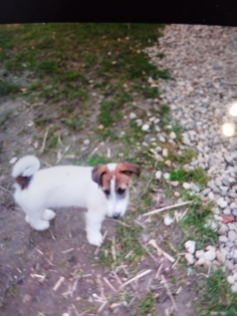 Teriéry, Jack Russell teriér