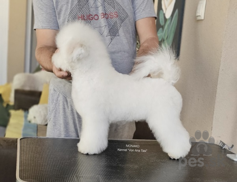 Spoločenské a sprievodné psy, Bichon Frise (Curly Bichons), špičkové šteniatka 