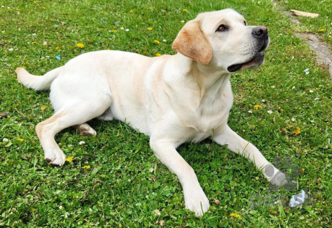 Retrívre, sliediče a vodné psy, Labradorsky Retriever