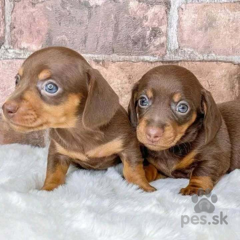 Jazvečíky, Hladkosrstý jazvečík