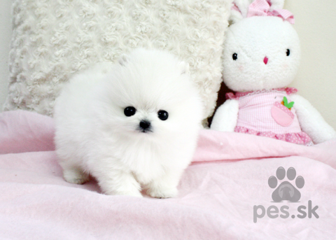Špice a primitívne typy, Predám šteniatka nemecký špic trpasličí (pomeranian)