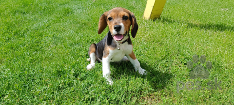 Duriče, farbiare a príbuzné plemená, Bígl, bígel, beagle