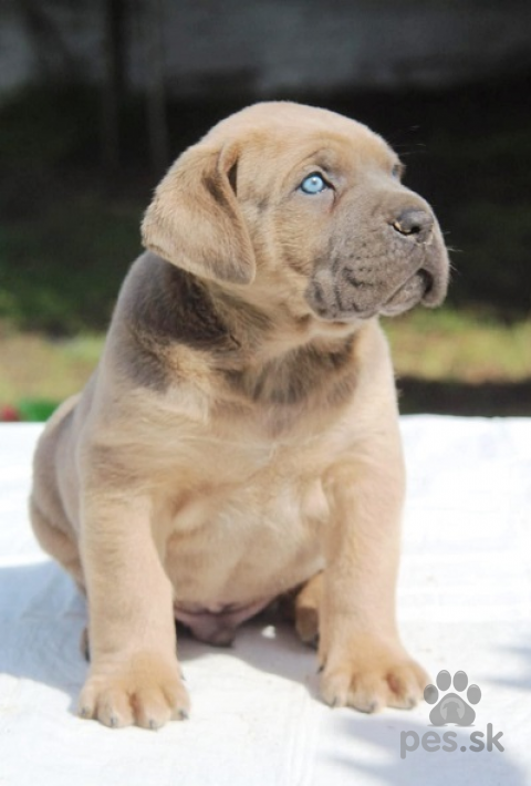 Pinče, bradáče, molosoidy a švajčiarske salašnícke psy, Šteniatka Cane Corso