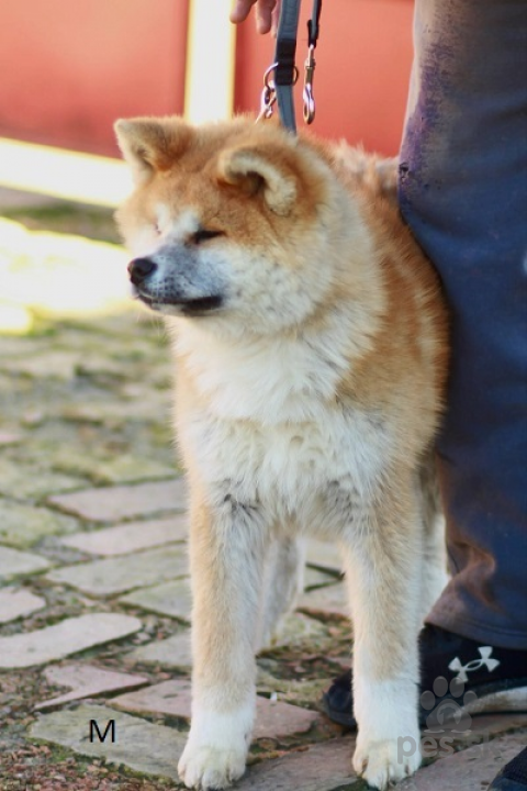 Špice a primitívne typy, Akita Inu 