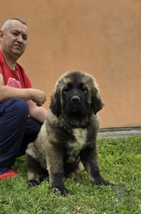 Pinče, bradáče, molosoidy a švajčiarske salašnícke psy, Šteniatka kaukazského ovčiaka 