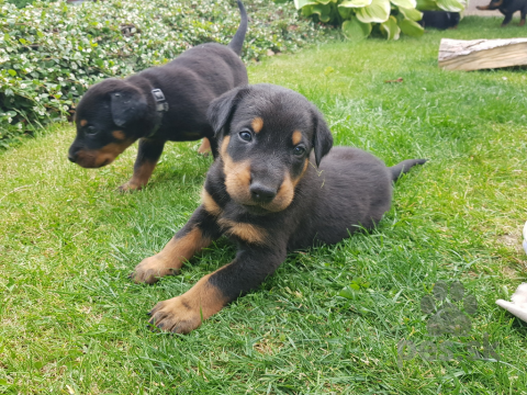 Ovčiaky a pastierske psy, Šteniatka plemena Beauceron (Berger de Beauce)