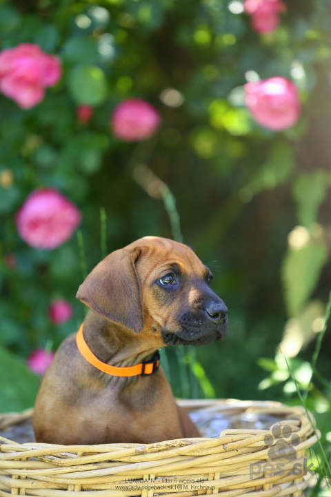 Duriče, farbiare a príbuzné plemená, Rhodesian Ridgeback šteniatka s PP - zdravý a dlhodobo plánovaný vrh