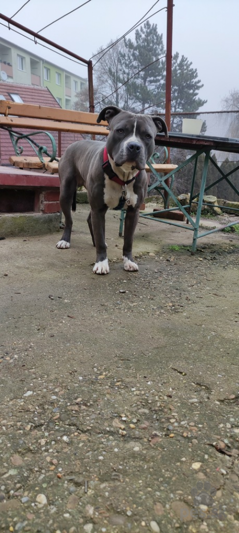 Teriéry, Darujem - American Bully XL - Ares