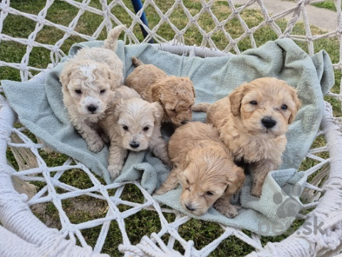 Spoločenské a sprievodné psy, Šteniatka Maltipoo 