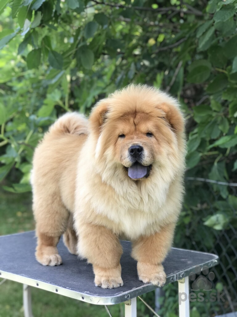 Špice a primitívne typy, Chow Chow puppies for sale!