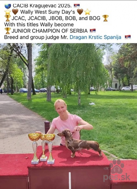 Jazvečíky, Krátkosrsté jazvečíky 