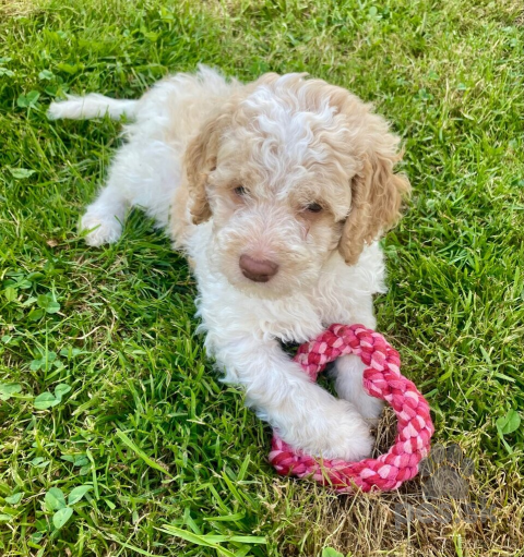 Retrívre, sliediče a vodné psy, LAGOTTO ROMAGNOLO S PP