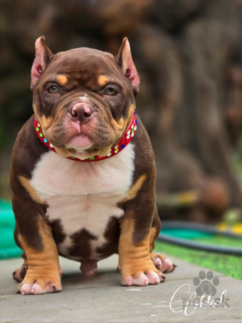 Neuznané plemená a krížence, American Bully