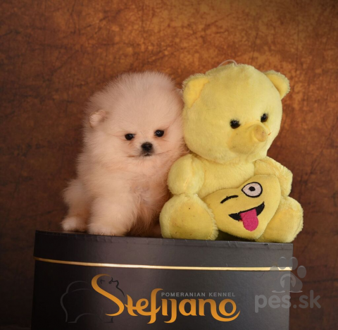 Špice a primitívne typy, Pomeranský špic BOO šteniatka