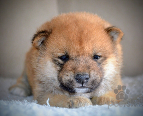 Špice a primitívne typy, Shiba Inu krásne šteniatka