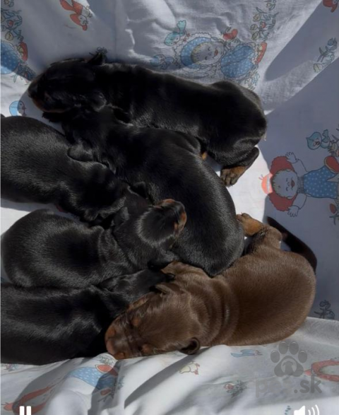 Pinče, bradáče, molosoidy a švajčiarske salašnícke psy, doberman šteniatka na predaj