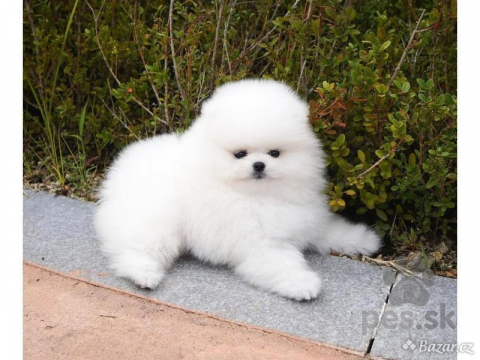 Špice a primitívne typy, Německý špic. Mini pomeranian bez PP.