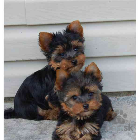 Teriéry, Yorkshire terrier bez PP