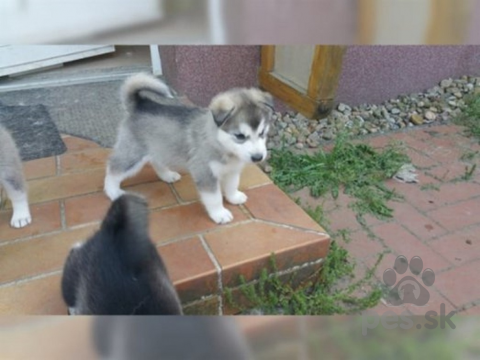 Špice a primitívne typy, Sibiřská husky štěňátka bez PP