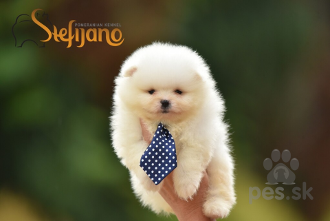 Špice a primitívne typy, Pomeranský špic BOO šteniatka